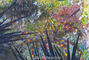 While struggling in the surge to photograph green striped... by Patrick Reardon 